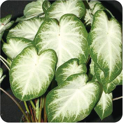 カラジウム レア 園芸ネット本店｜カラジュウム の商品一覧【公式】