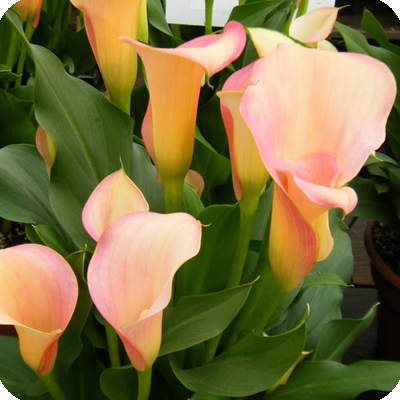 志木フラワー（SHIKI FLOWER） | 商品一覧（Flowers） | カラー ②