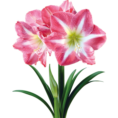 志木フラワー（SHIKI FLOWER） | 商品一覧（Flowers
