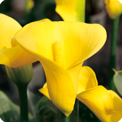 志木フラワー（SHIKI FLOWER） | 商品一覧（Flowers） | カラー ②