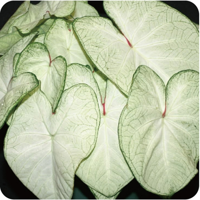 志木フラワー（SHIKI FLOWER） | 商品一覧（Flowers） | カラジウム