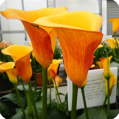 K.HAYAKAWA 【カラーの花】 2025AW Collection 〈YAMAN03 Rose/L.Orange/ FM63676〉 ローズピンク